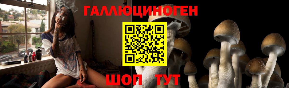 Галлюциногенные грибы Psilocybe Саяногорск